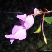 Impatiens thwaitesii Hook.f. ex Grey-Wilson